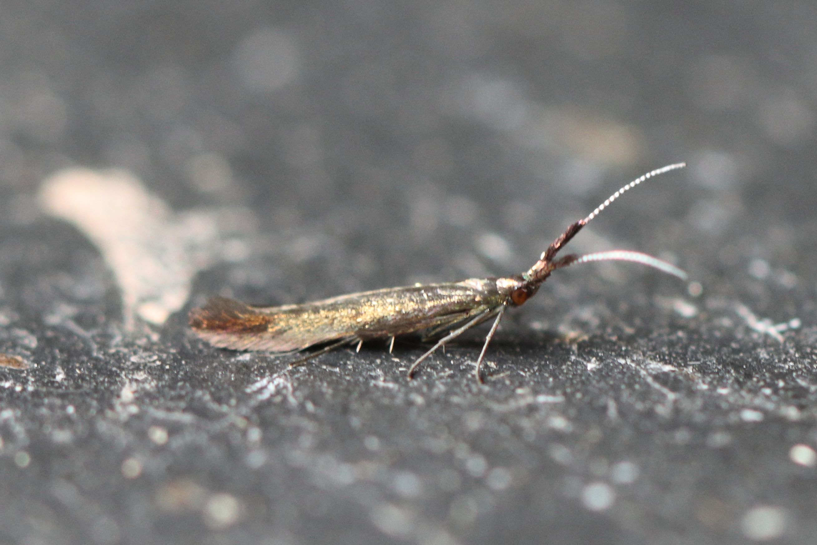 Photo of Meadow Case-bearer (Coleophora mayrella)